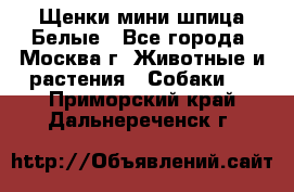 Щенки мини шпица Белые - Все города, Москва г. Животные и растения » Собаки   . Приморский край,Дальнереченск г.